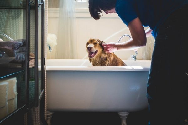 Woman cleaning dog in tub powered by gas hot water heaters